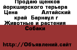 Продаю щенков йоркширского терьера › Цена ­ 10 000 - Алтайский край, Барнаул г. Животные и растения » Собаки   